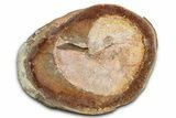 Pink Champagne Ammonite (Hoploscaphities) Fossil (Pos/Neg) - SD #336264-1
